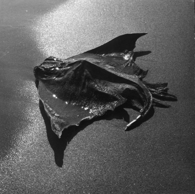 Raie échouée (détail) Camargue, 1965 © Atelier Lucien Clergue